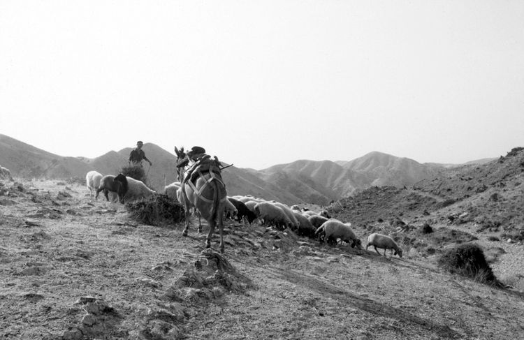 Schwarz-Weiß-Foto, Hirten mit Schafen