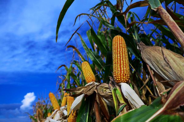 Warum-die-Stra-e-von-Hormus-auch-f-r-die-Ern-hrungssicherheit-wichtig-ist