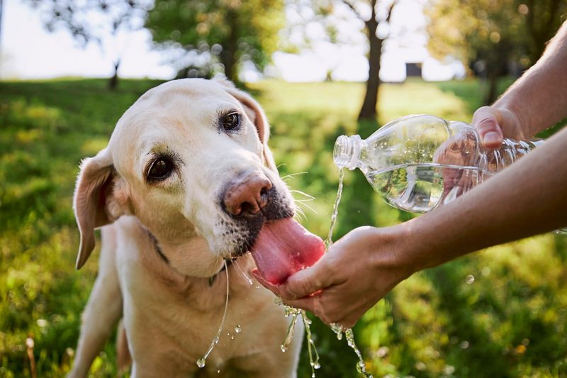 Hundezonen für mittelgroße bis große Hunde in Wien?