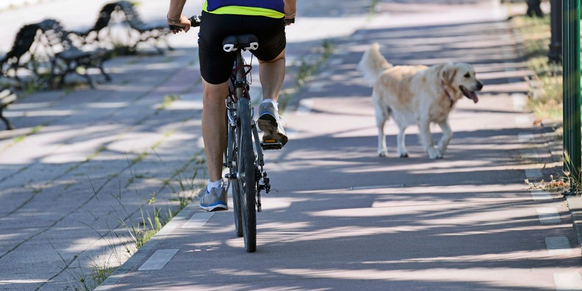 Radfahren zwischen virtueller Hundeleine und Realität