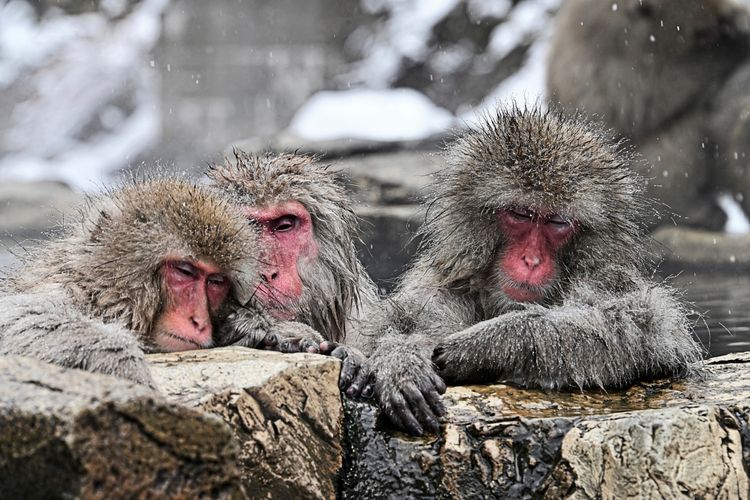 Drei Japanmakaken mit roten Gesichtern und braungrauem Fell genießen die Wärme der Bergquellen im Jigokudani Monkey Park in Yamanouchi, Präfektur Nagano, Japan, am 8. Januar 2026. Im Vordergrund sieht man flache Felsen, auf die sich die Affen stützen. Der Hintergrund ist leicht neblig und verschneit.