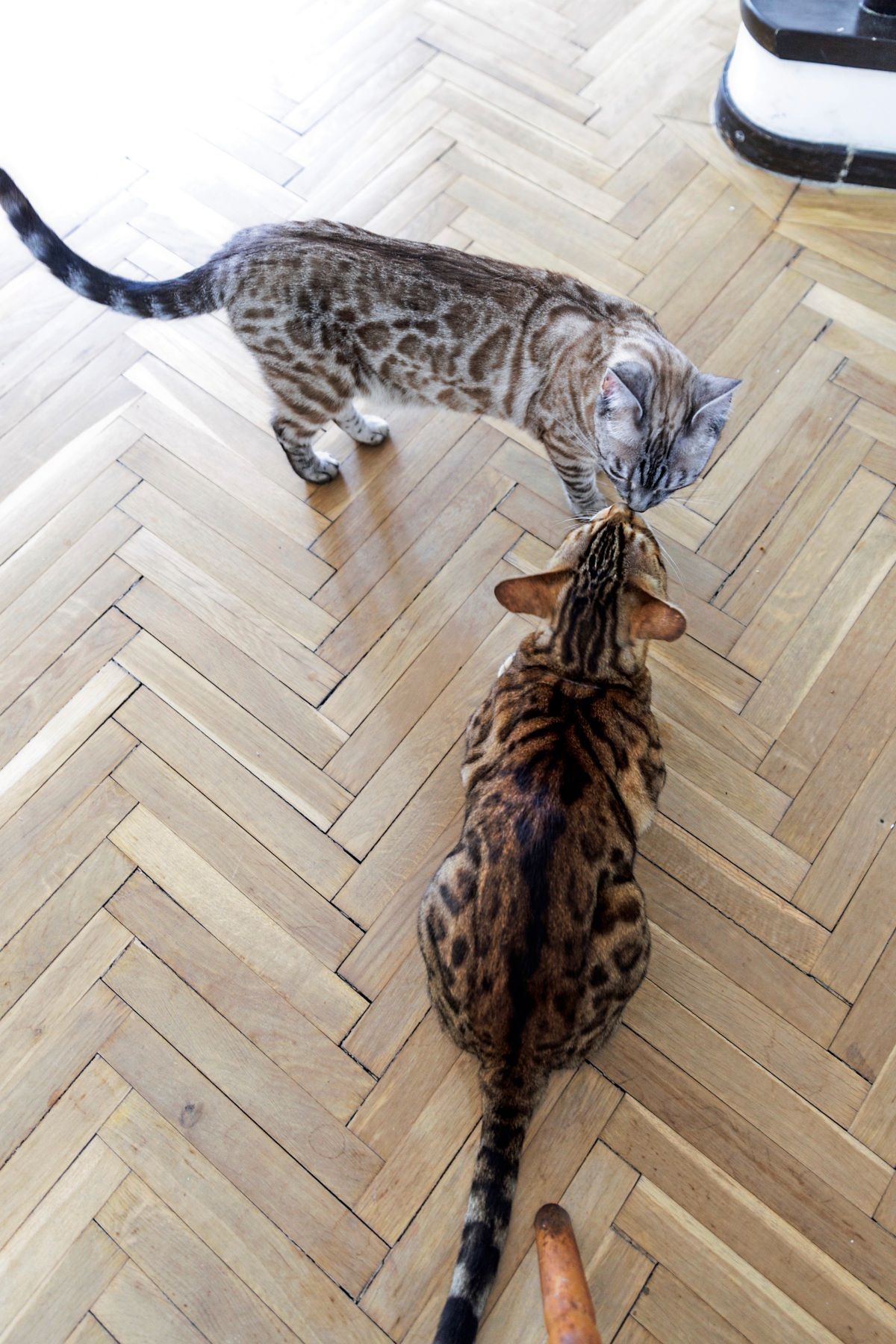 Zwei Katzen auf einem Holzboden. Eine Katze mit silbergrauem Fell und Streifenmuster steht, während die andere Katze mit braunem Fell und dunklen Fleckenmuster auf dem Boden sitzt. Sie scheinen miteinander zu interagieren.