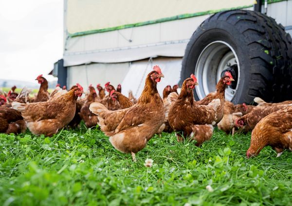 Bio-Kisterl-und-Hofladen-bieten-dem-Gro-handel-die-Stirn