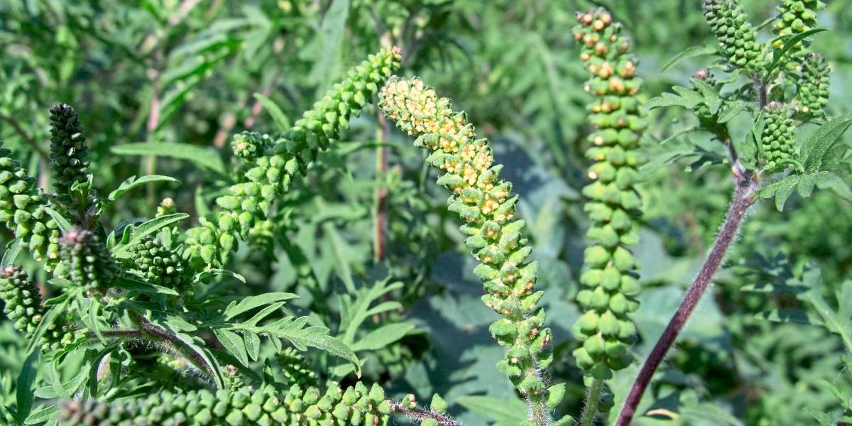 Ragweed Wie Allergiebetroffene gut durch die intensive Pollensaison