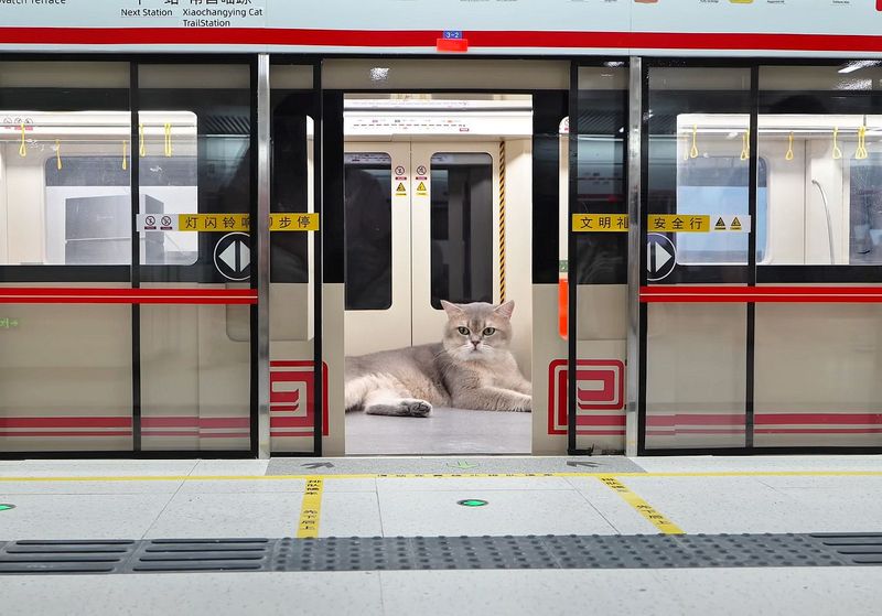 Bastler baut eine U-Bahn-Station für seine Katzen