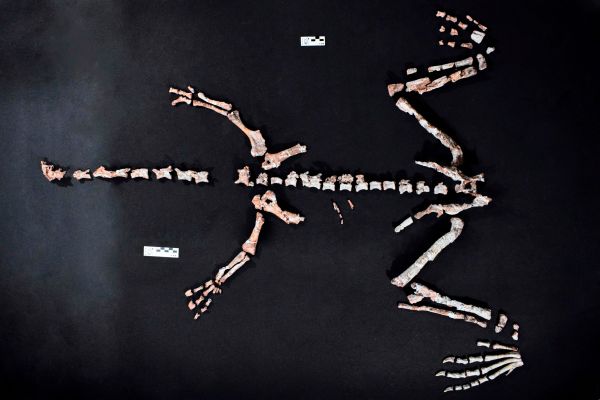 Eines-der-ltesten-Dinosaurierskelette-wurde-in-den-Anden-gefunden