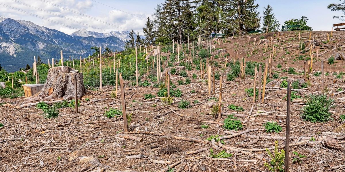Der Wald stößt mehr CO2 aus, als er aufnimmt: Wie kehrt man den Trend um?