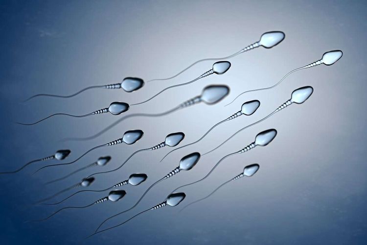3D Illustration Sperma