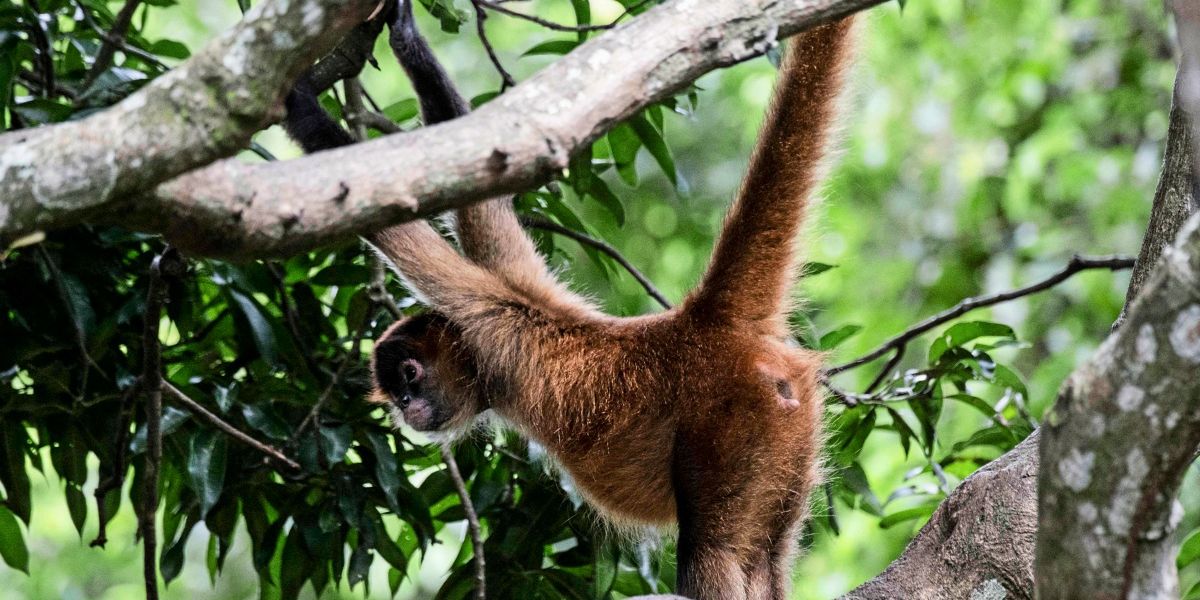 Zerstörung tropischer Urwälder auf höchstem Stand seit 2002