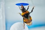 Hummeln stellen Wissen über Intelligenz bei Insekten auf den Kopf