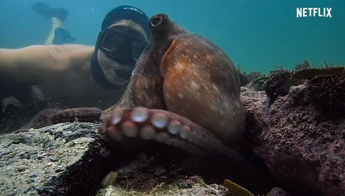 Doku "Mein Lehrer, der Krake" auf Netflix Vom Alltag des Oktopus