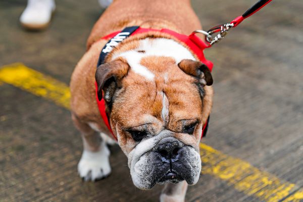 Hund-im-Koma-Lewis-Hamilton-sorgt-sich-um-Bulldogge-Roscoe