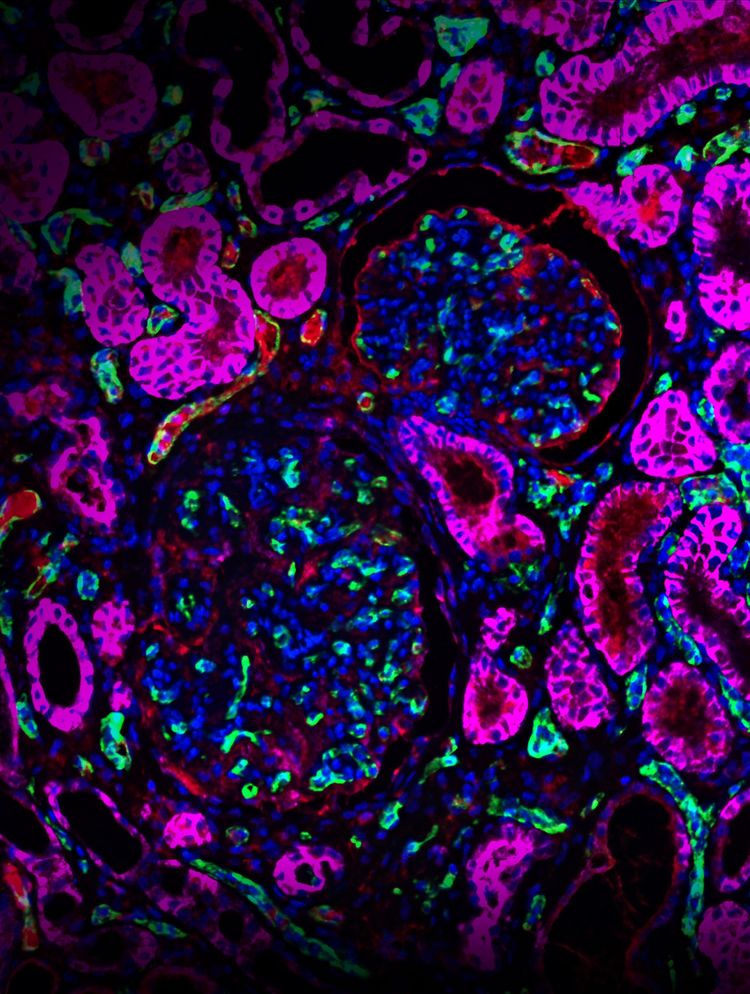 Mikroskopbild mit bunt leuchtenden, farbig markierten Zellen