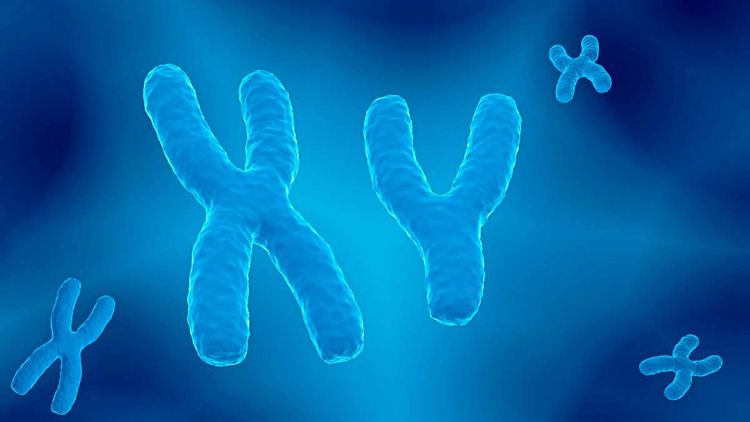 Illustration eines X- udn eines Y-Chromosoms