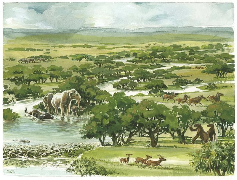 Ausgedehnte Savannen mit ungewöhnlicher Fülle an Säugetierarten - Natur