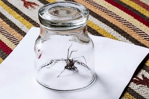 Ich-mag-drinnen-keine-Spinnen-Wanzen-schon-gar-nicht