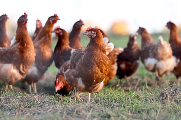 Erster-Vogelgrippe-Fall-in-Kleinhaltung-im-Burgenland