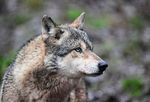 Frau im Gesicht verletzt: Wolf im Süden Hamburgs ausgewildert