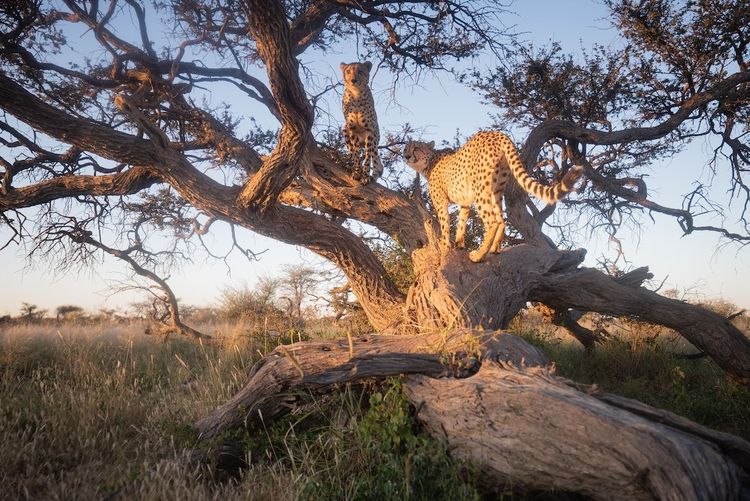 Zwei männluche Geparden auf einem Baum in Savannenlandschaft