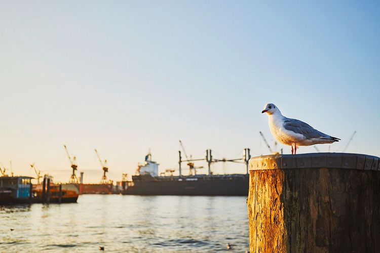 Im Hamburger Hafen treffen Güter aus aller Welt ein.