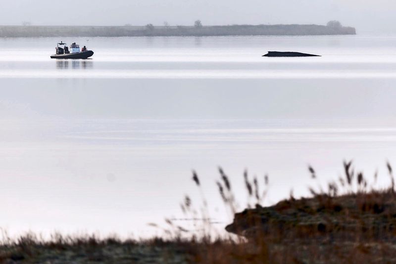 In Deutschland gestrandeter Wal noch am Leben