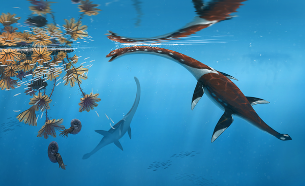 Urt-mliches-Meeresreptil-aus-Dino-Zeit-in-Deutschland-entdeckt