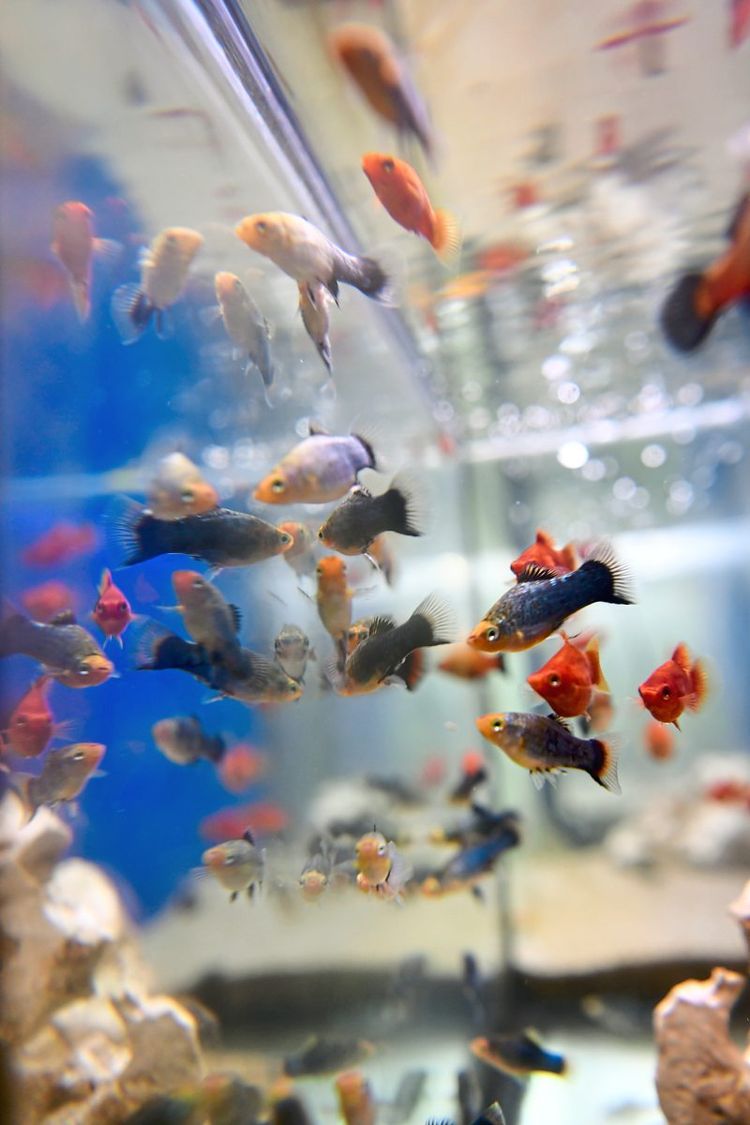 Aquarium Strömungspumpe gefährlich? (Tiere, Fische, Aquaristik)