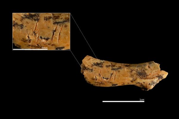 Kannibalismus-Vor-850-000-Jahren-enthauptetes-Kleinkind-gibt-R-tsel-auf