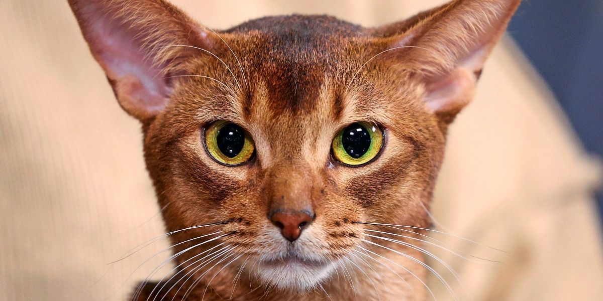 Kater "Schmotzer", ein Tierquäler-Prozess und vier Freisprüche – wie konnte es dazu kommen?