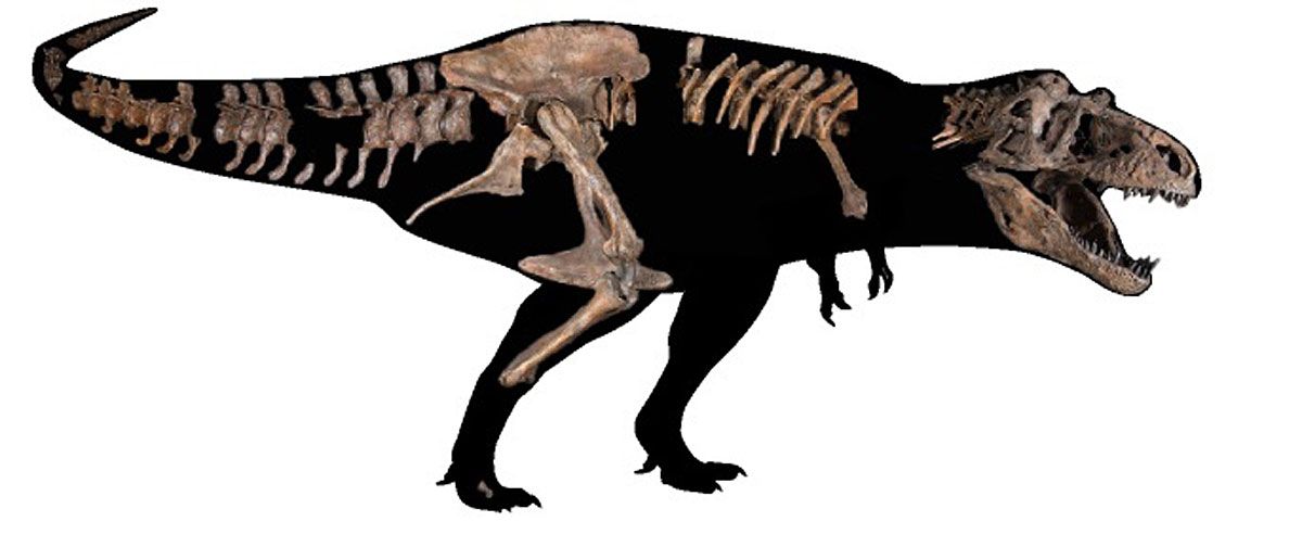 Bislang Größter Tyrannosaurus Rex Entdeckt Paläontologie