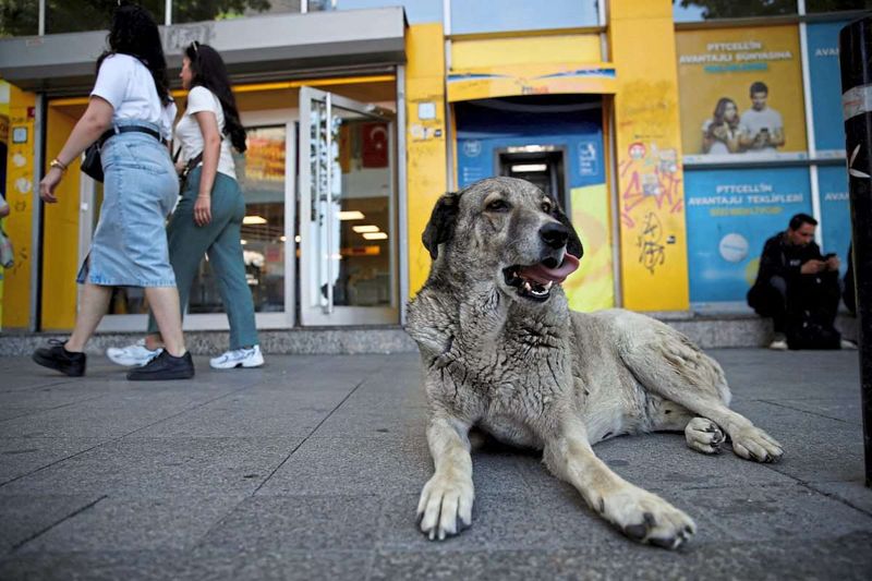 Tierschützer in der Türkei wollen "Massenmord" an Straßenhunden stoppen