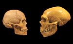 Gehirne der Neandertaler ähnelten jenen unserer Vorfahren mehr als gedacht