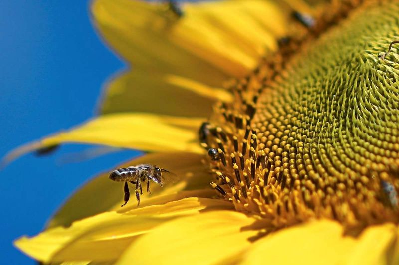 Hitzetauglich und bienenfreundlich: Suche nach der perfekten Sonnenblume