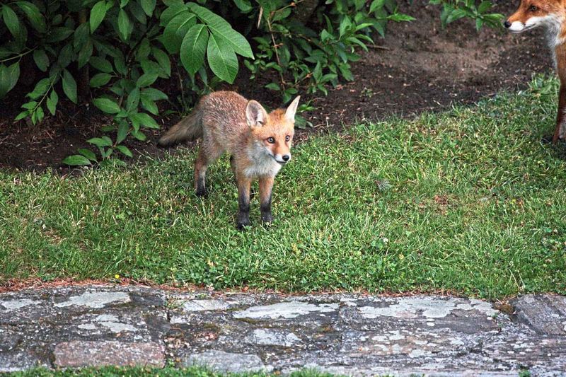 Wie Klimawandel und Extremwetter auch den Wildtieren in der Stadt schaden