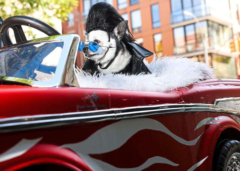 Traditionelle Halloween-Parade für Hunde zog durch New York