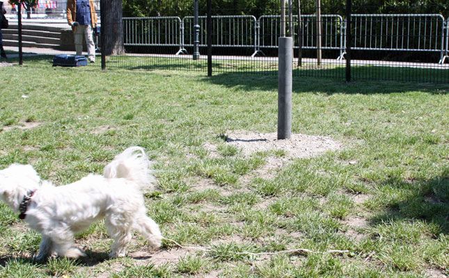 Hundezone am Heldenplatz Wien derStandard.at › Panorama