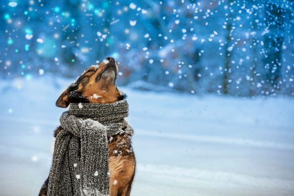 Rituale-f-r-ruhige-Feiertage-Was-hilft-euch-