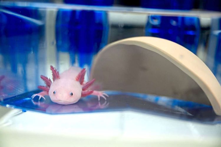 Axolotl in Wasserbecken