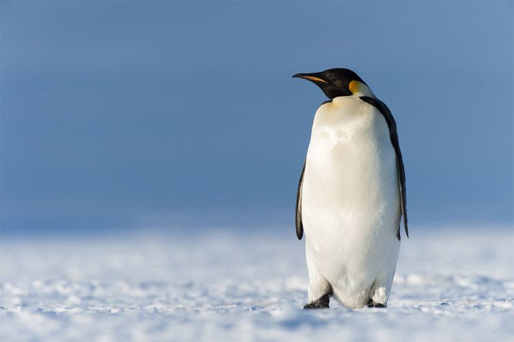 Mehr Regen bedroht die Pinguine der Antarktis - Natur