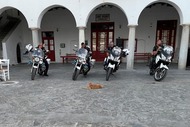 In Mykonos bewachen die Katzen auch die „weißen Mäuse“. Aufgenommen im Juli 2023 im Hafen von Mykonos Stadt von Kurt Bussecker