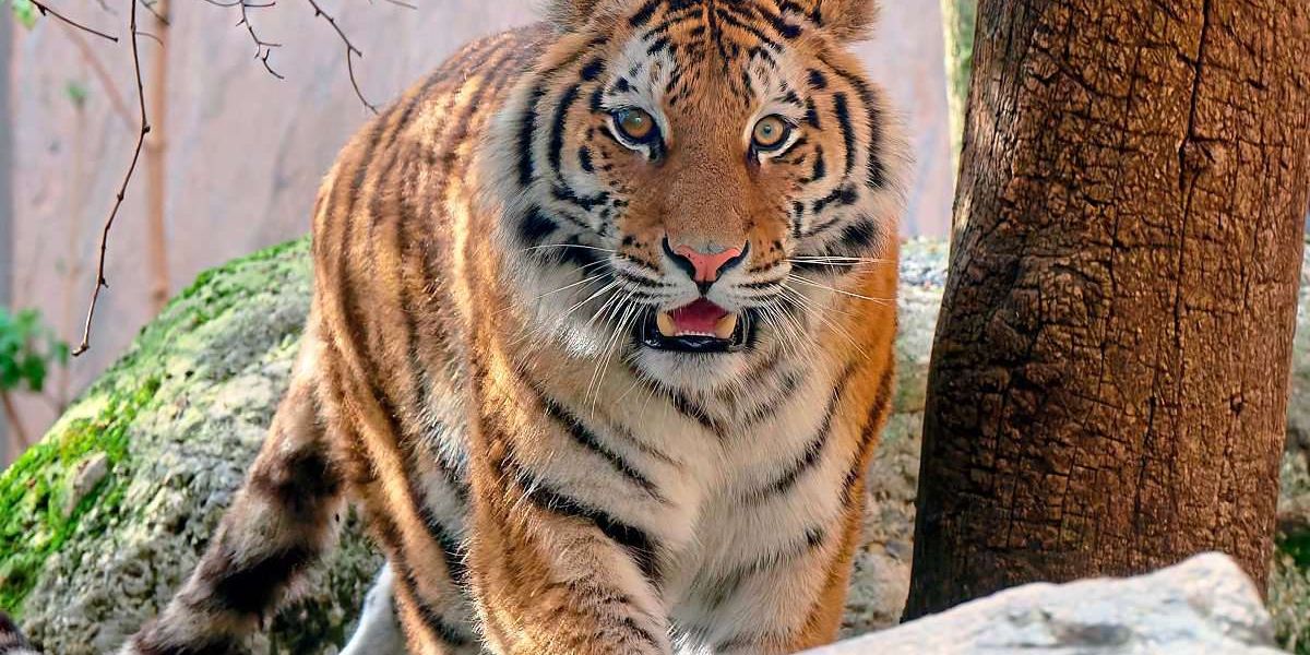 Sibirisches Tiger-Weibchen tigert durch Tiergarten Schönbrunn