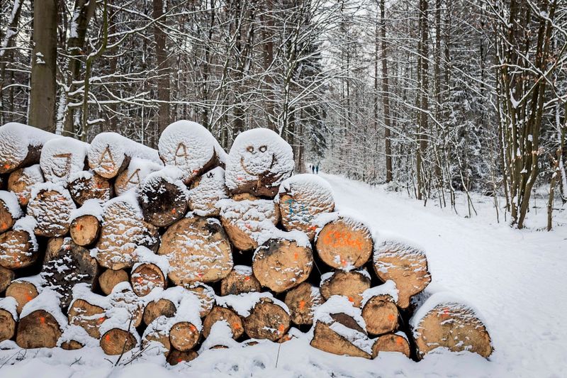 Mehr Zeit, weniger Pflichten: Wie die Regeln gegen Entwaldung entschärft wurden