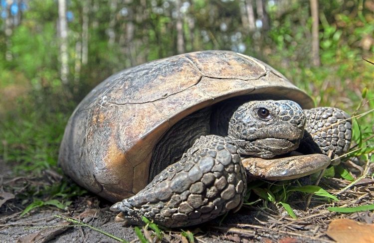Die Georgia-Gopherschildkröte gilt als gefährdet - und als wichtige Art in ihrem Ökosystem.