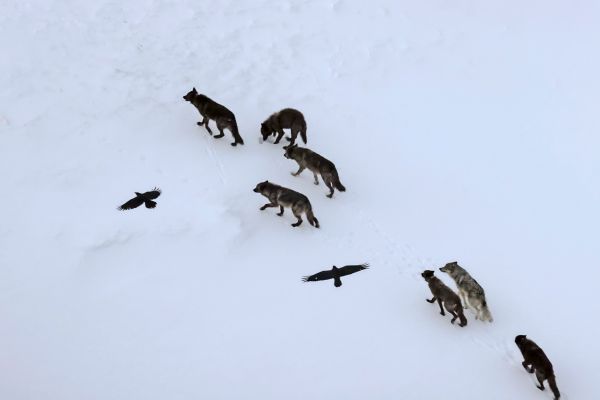 Verbl-ffende-Beobachtung-Raben-kartieren-die-Jagdgr-nde-der-W-lfe