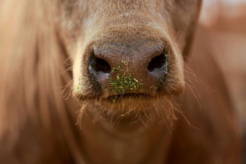 Tausende Rinder seit Wochen auf Schiff vor Türkei gefangen