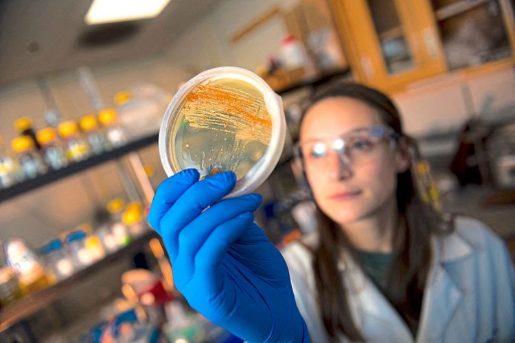 Wissenschafterin hält eine Petrischale mit einer Bakterienprobe nach oben