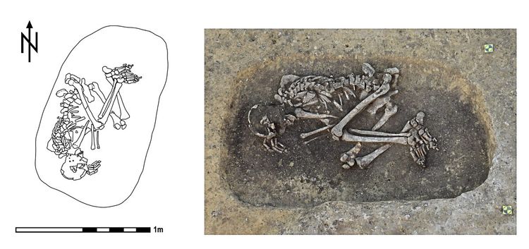 Links eine Zeichnung der Lage der Skelettknochen in der Grube, rechts ein Foto des zusammengekauerten Skeletts des ältesten Pesttoten in Österreich