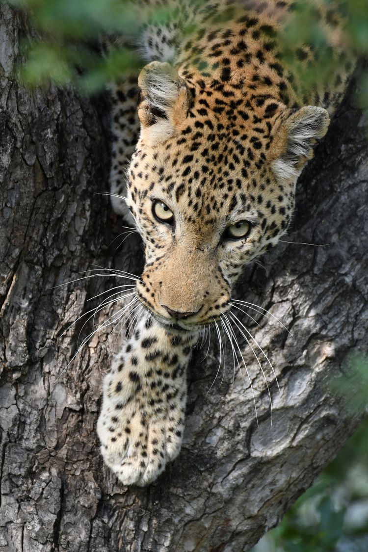 Leopard bei Makutsi, Südafrika, er schaut so in die Kamera weil er gleich vom Baum runterklettern will, mit einem sehr langen Tele aufgenommen, er war also wirklich weit weg von uns.