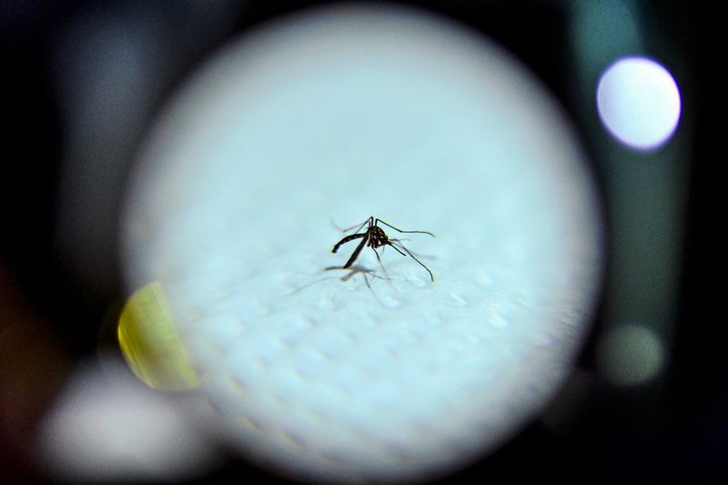 West-Nil- und Chikungunya-Virus könnten in Europa zu neuer Realität werden