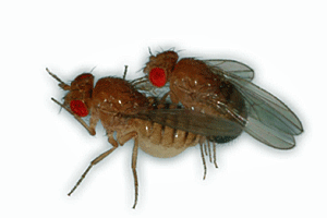 Sex hält Fruchtfliegen jung - Natur - derStandard.at › Wissenschaft